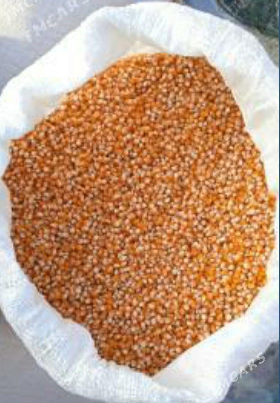 Patyrak mekge - Mary - img 1