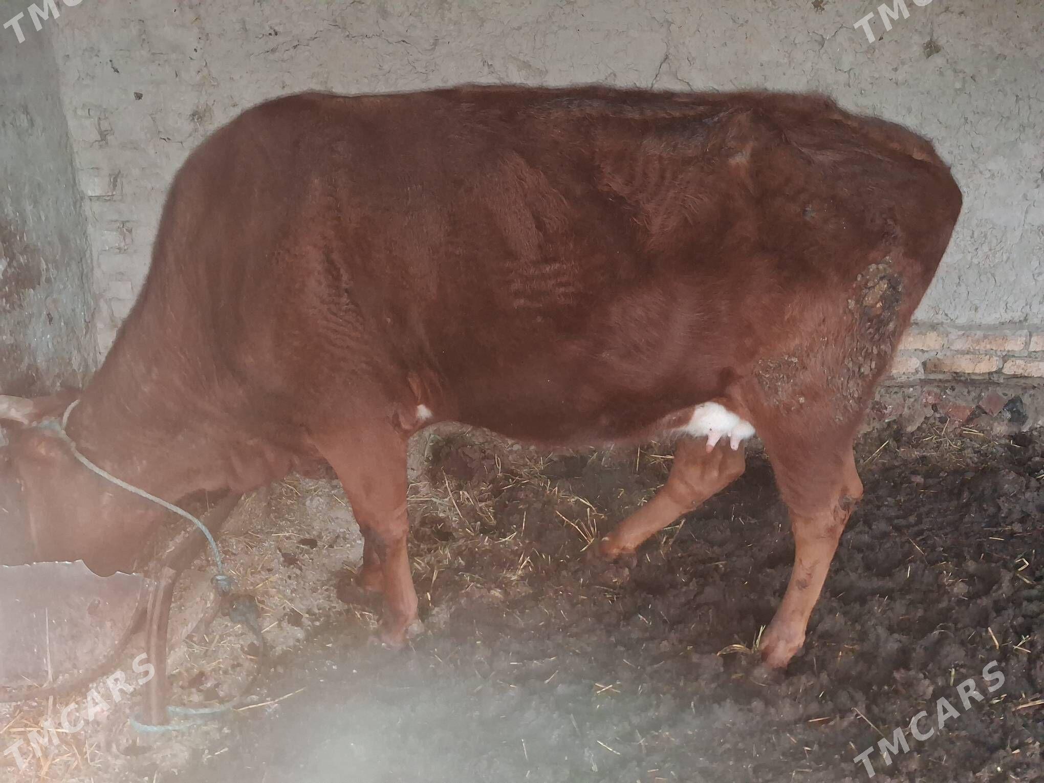 сыгыр - Туркменабат - img 1