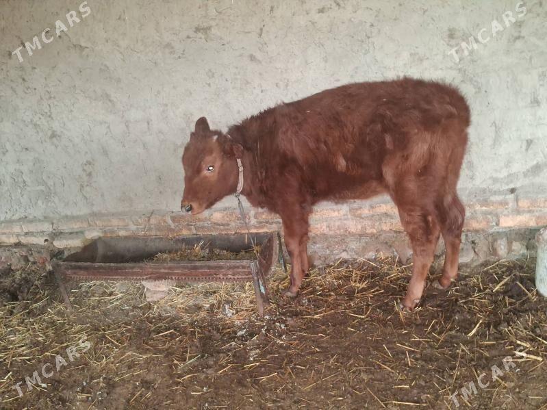 унажын - Туркменабат - img 1