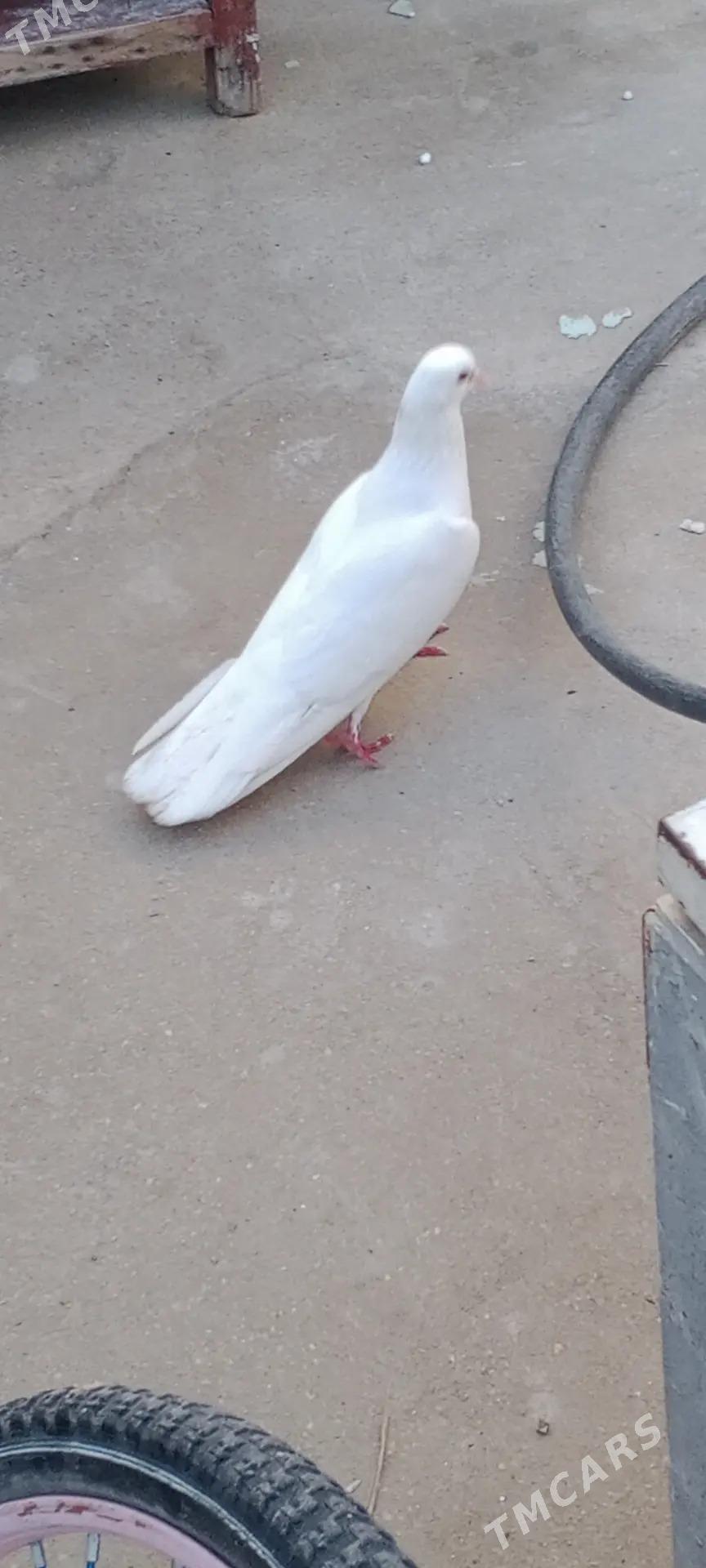 kepderi - Балканабат - img 1