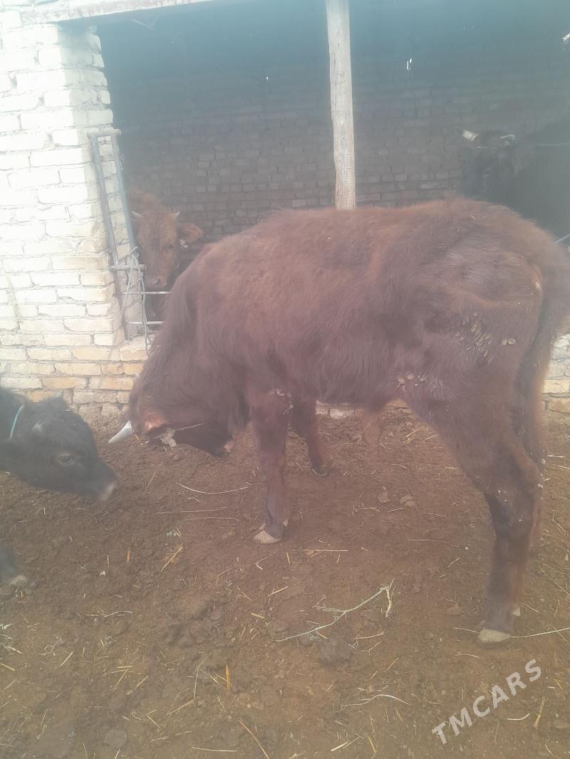 okuz - Çärjew - img 1