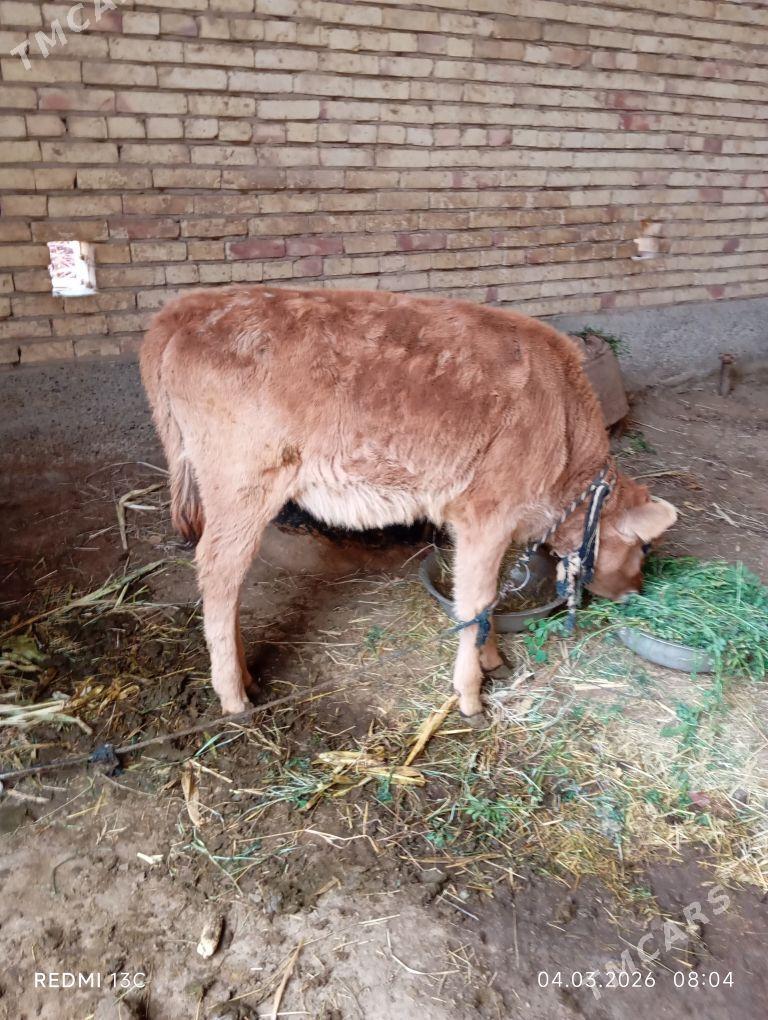 gulajyn - Sakarçäge - img 1