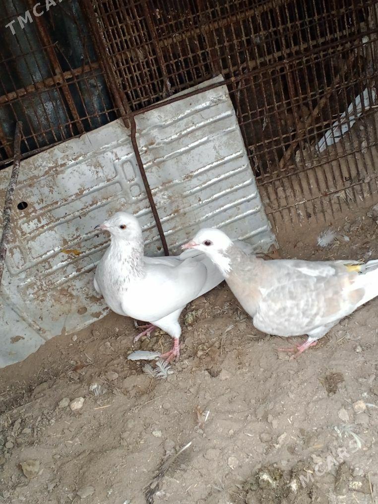 kepderi - Мары - img 1