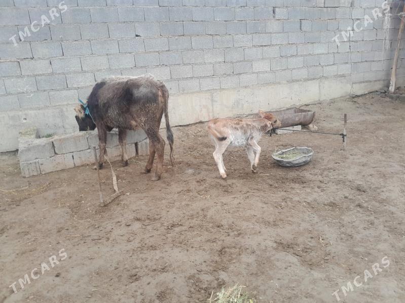 goleli sygyr - Bäherden - img 1