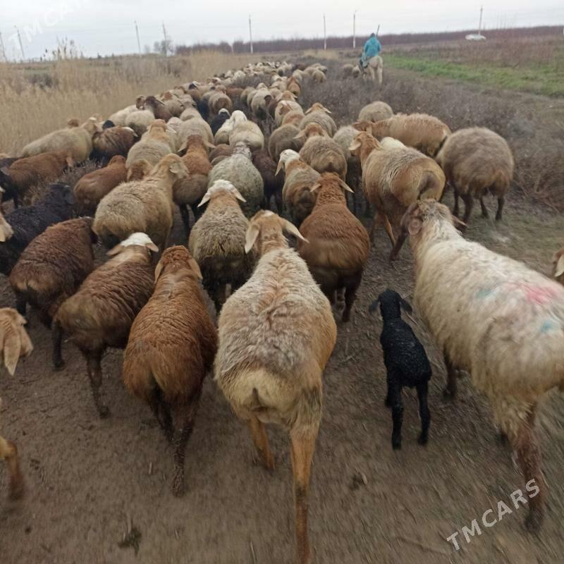 Gysar berreler - Херрикгала - img 1