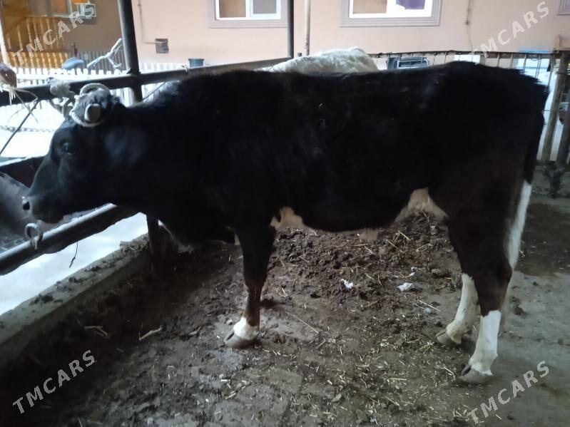 2 sany parodny öküz - Туркменабат - img 1