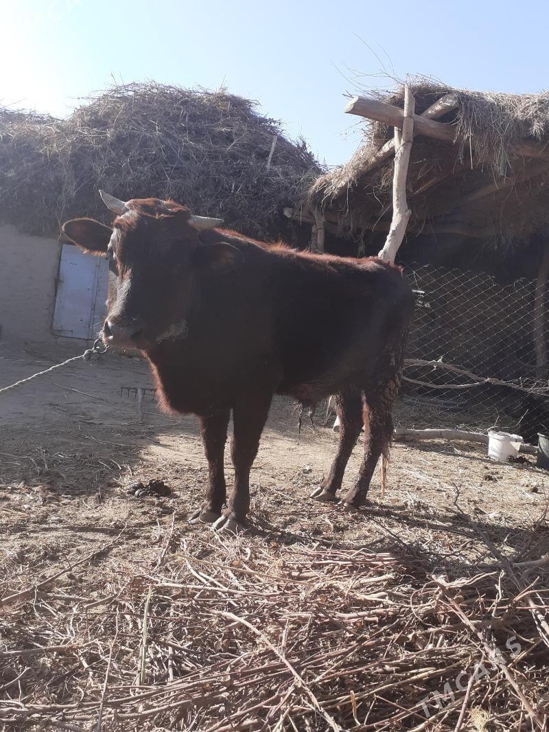 okuz - Farap - img 1