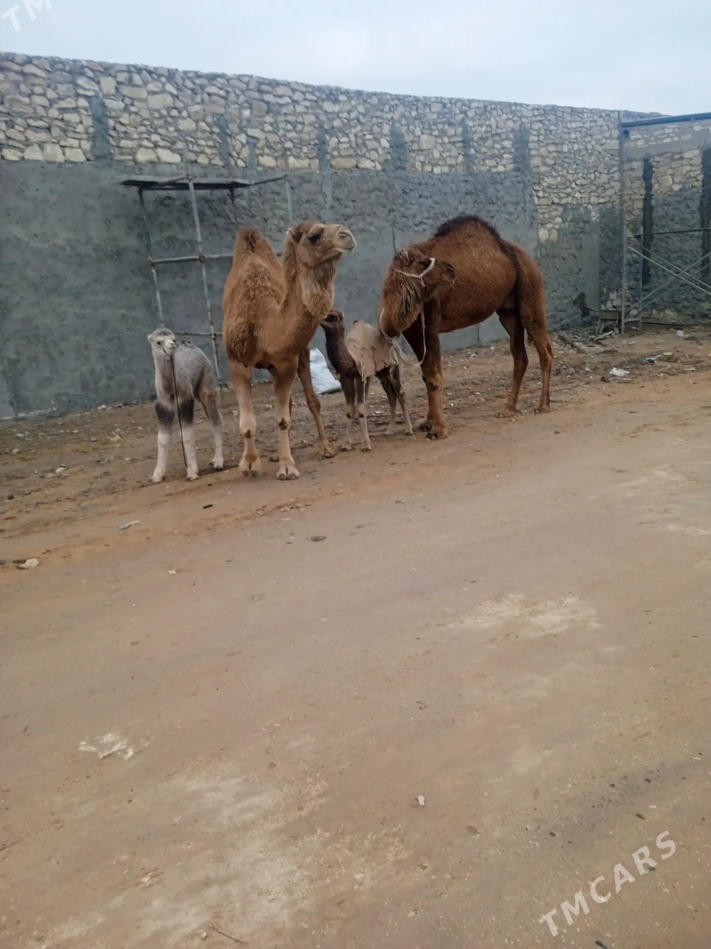 kosekli duye - Туркменбаши - img 1