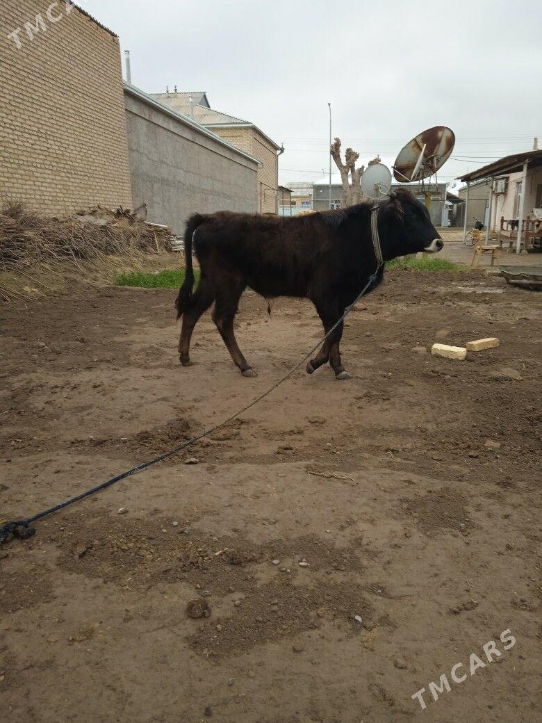 okuz - Baýramaly - img 1