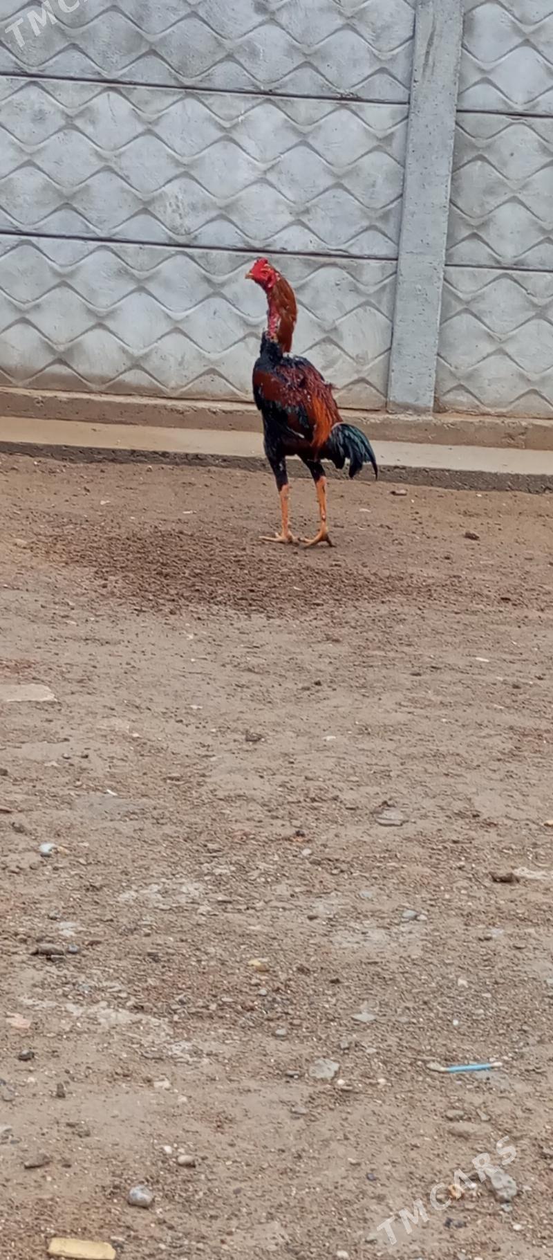 Horaz - Mary - img 1