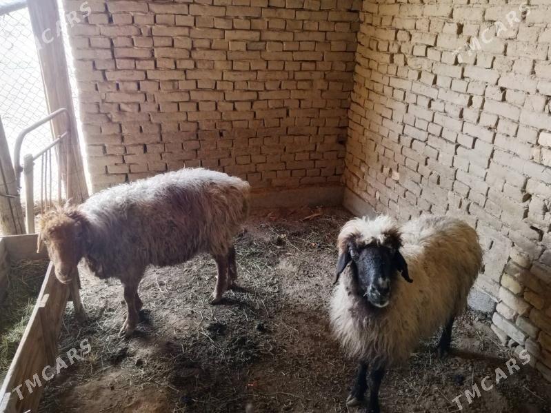 goyun - Baýramaly - img 1