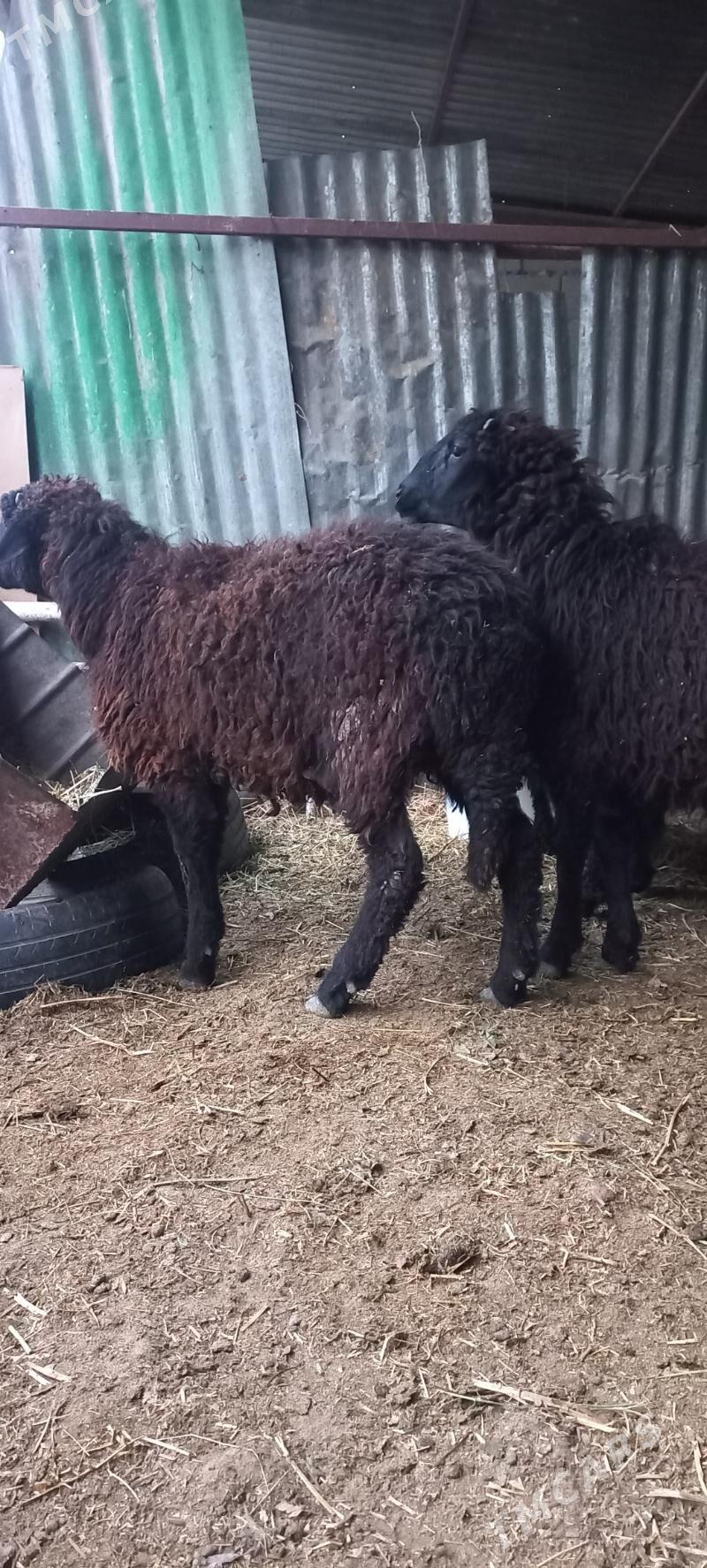 goyun issek garakol - Ашхабад - img 1