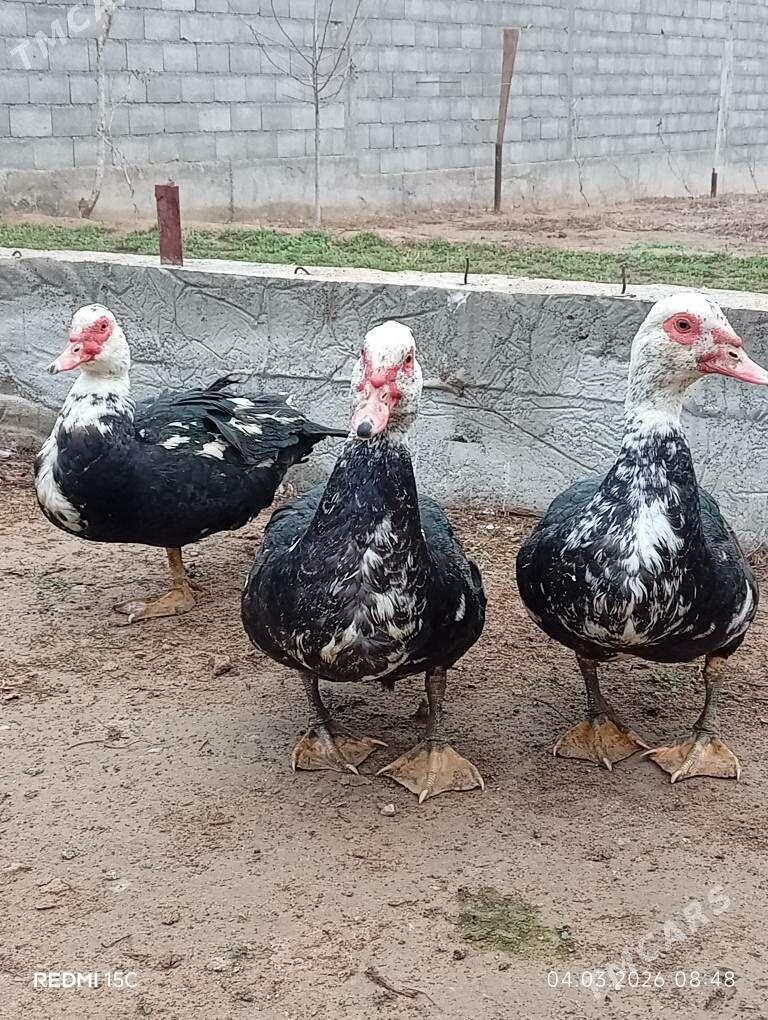 indautga - Gökdepe - img 1