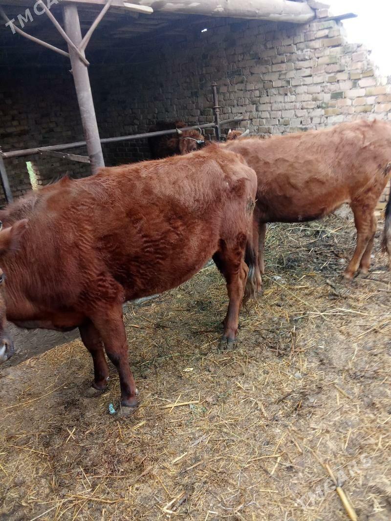 Sygyrlar - Чарджоу - img 1