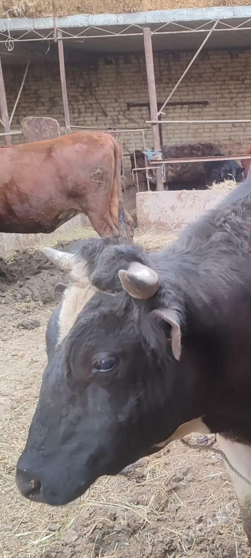 Öküz Şwet - Сакар - img 1