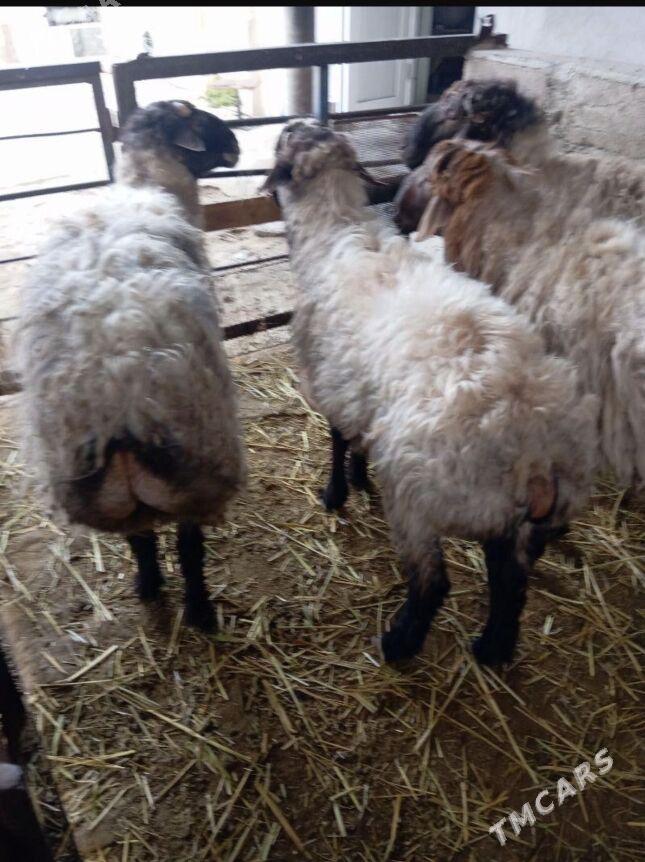 Goç - Ýaşlyk - img 1