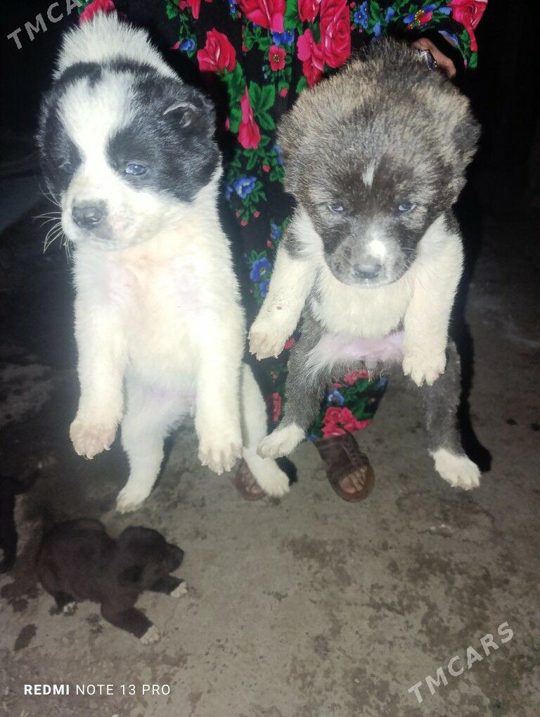 алабай - Türkmenabat - img 1