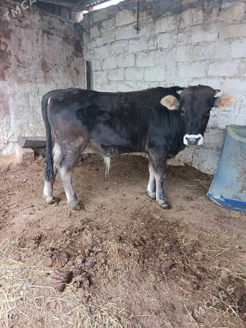 ikisany okuz - Balkanabat - img 1