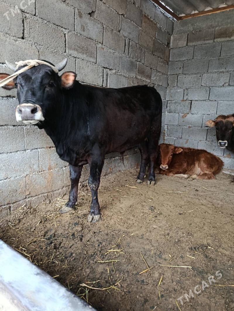 okuz ler - Büzmeýin - img 1