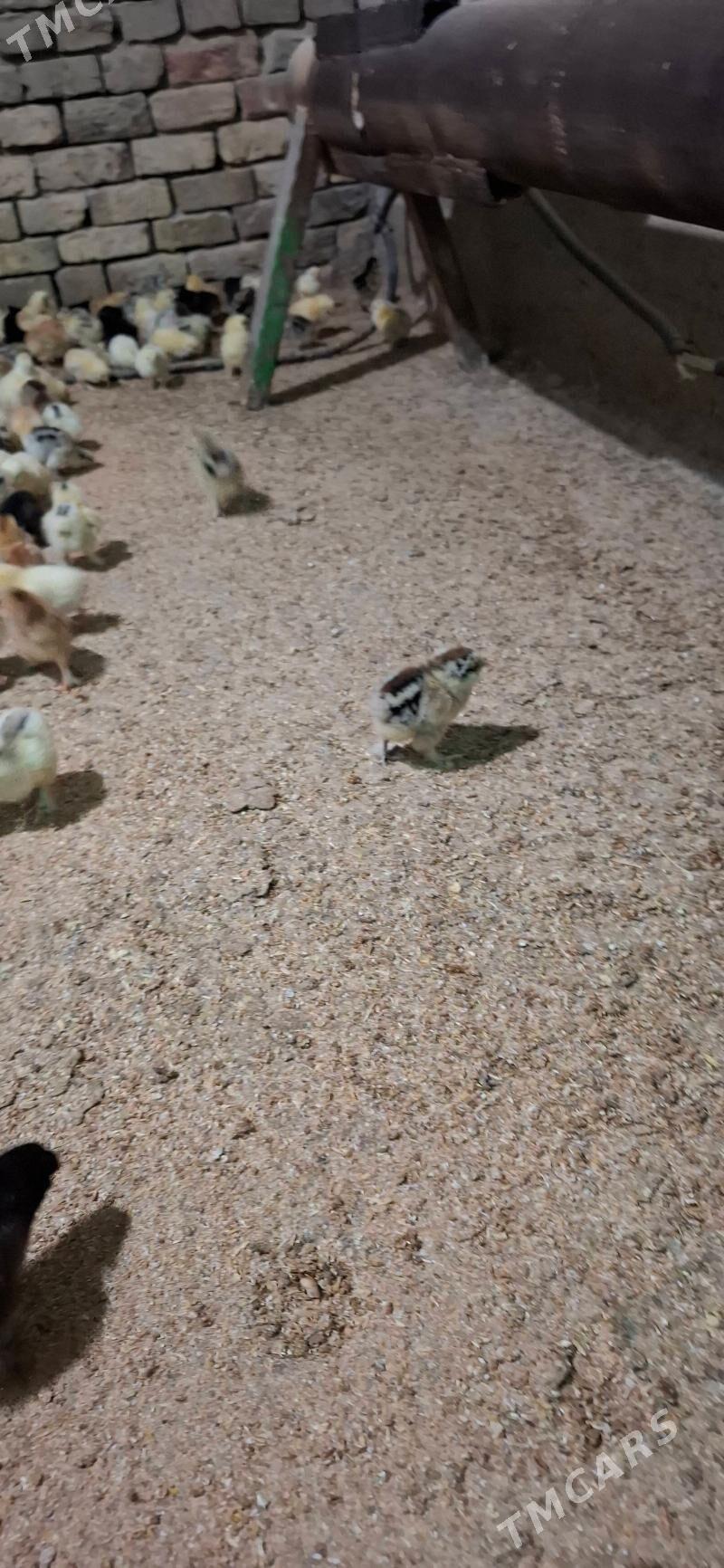 болгар жуже - Хитровка - img 1