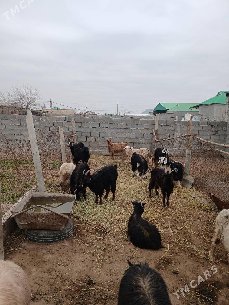 Gysyr geci - Gökdepe - img 1