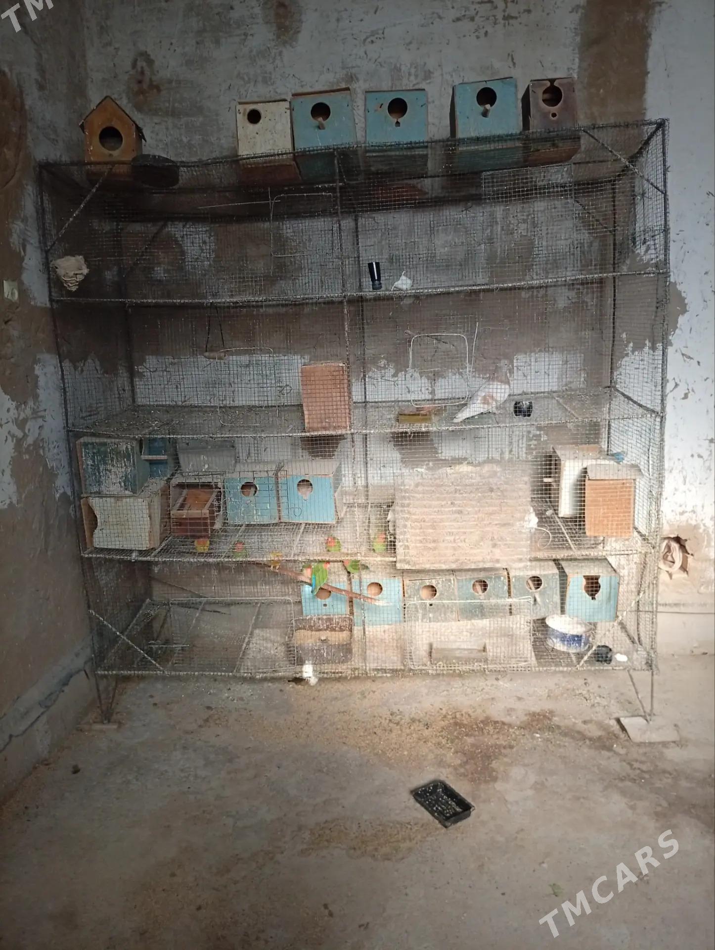 ketek popigay - Mary - img 1