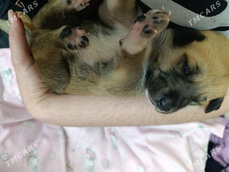 девочка - Ашхабад - img 1