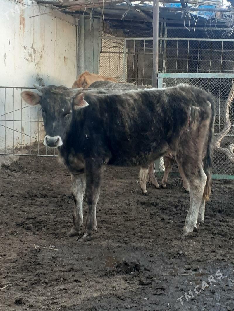 окуз - Balkanabat - img 1