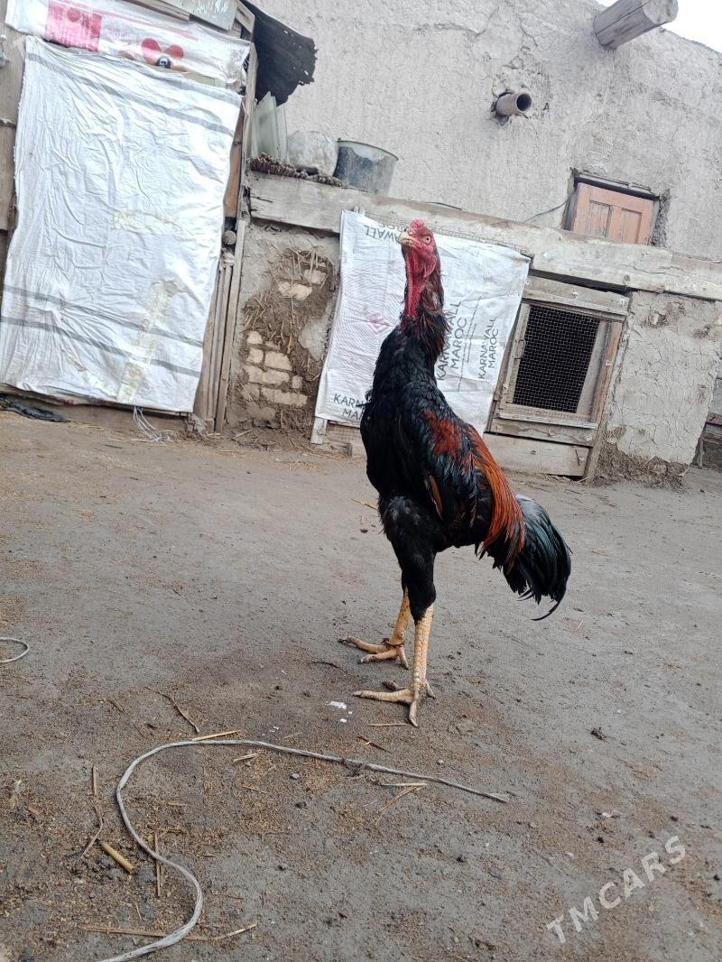 horaz - Farap - img 1