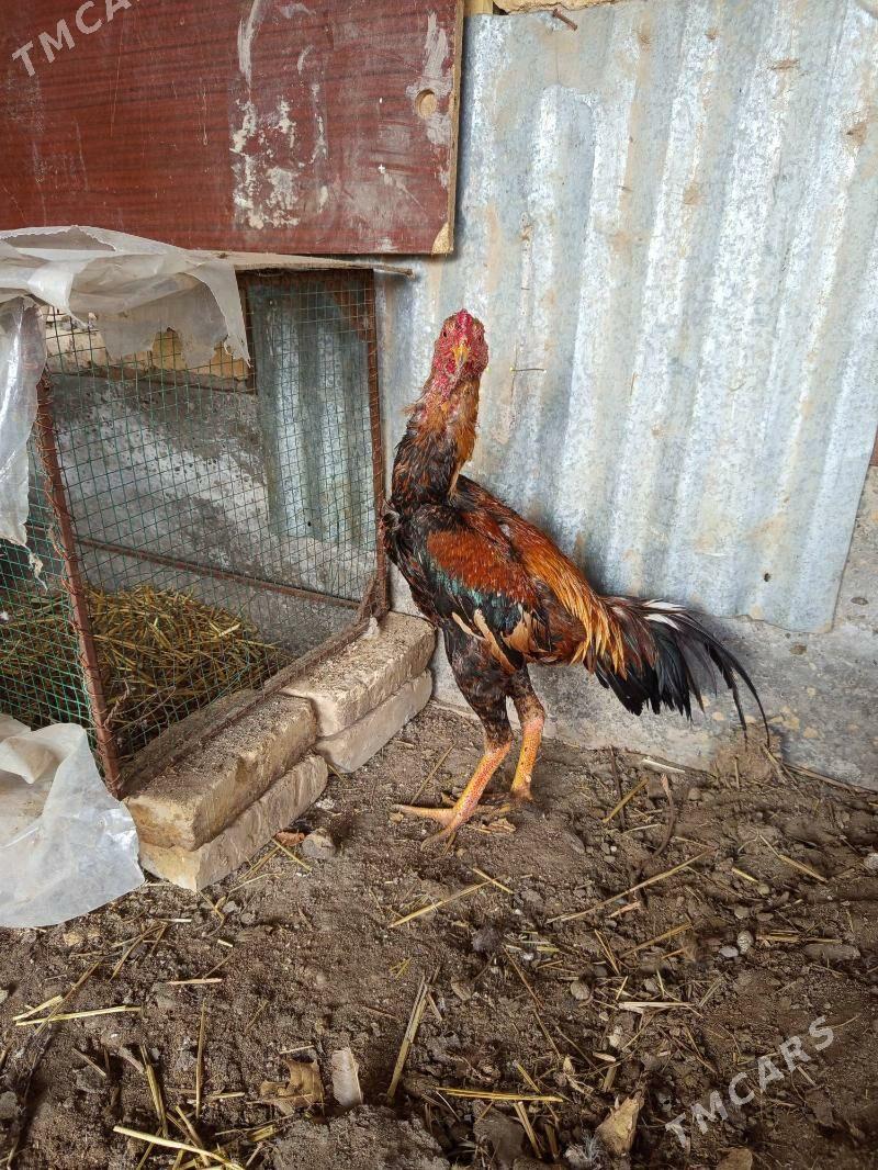 байсов хораз - Türkmenabat - img 1