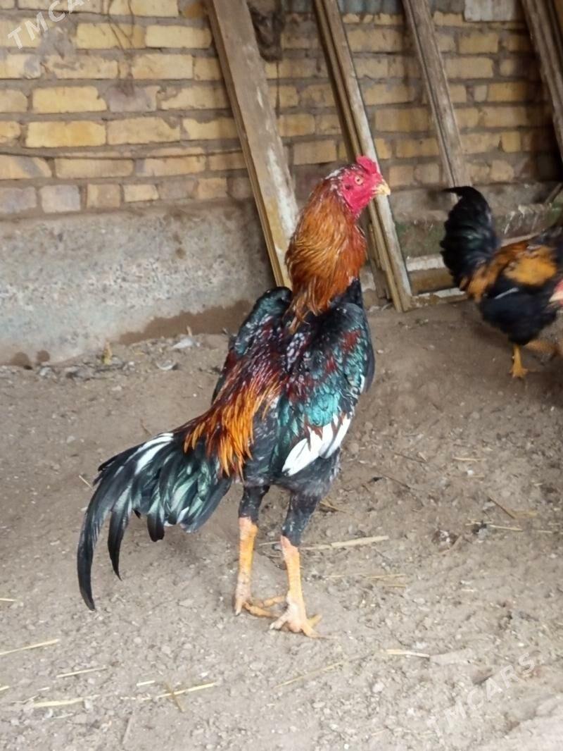 байсов хораз - Türkmenabat - img 1