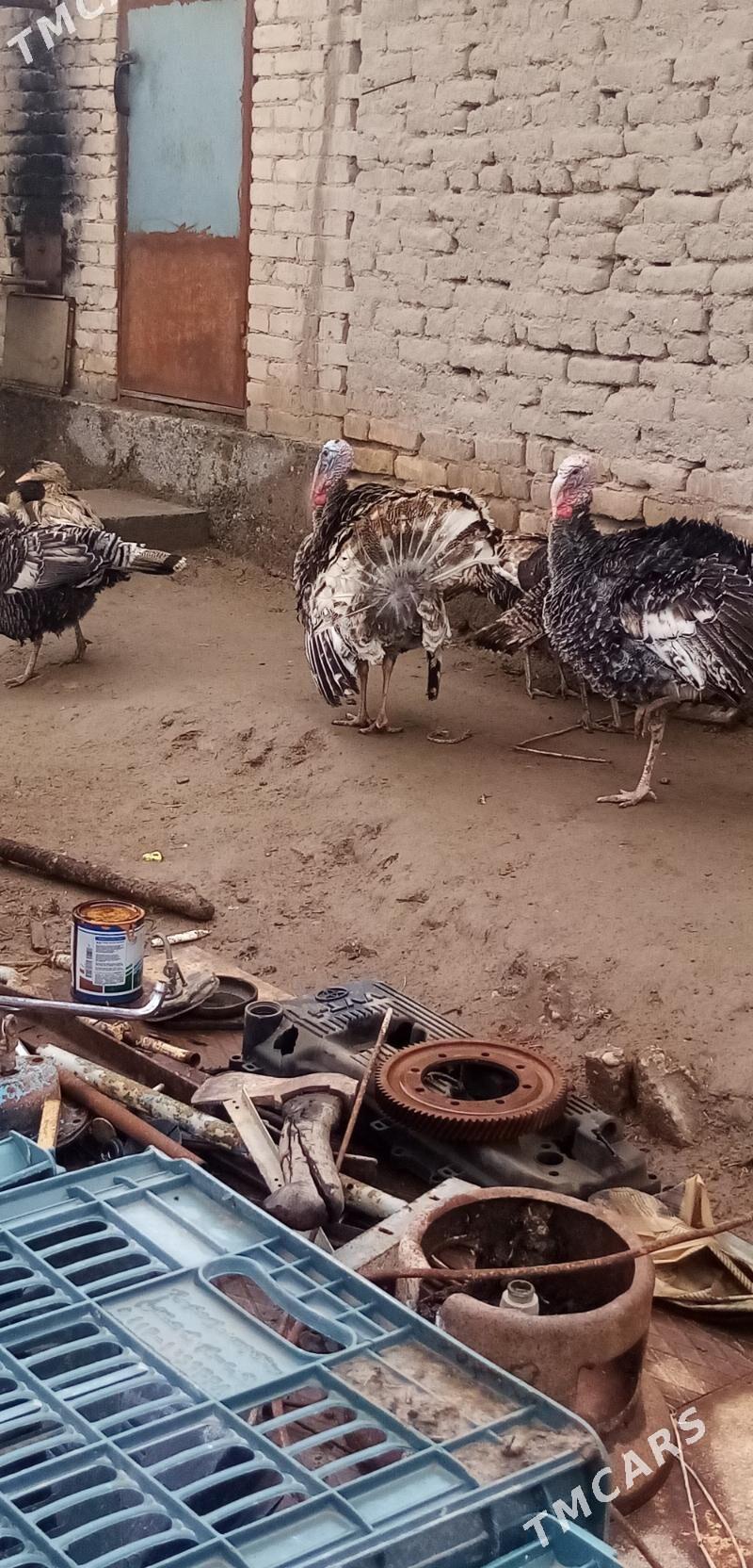 Идюк - Türkmenabat - img 1