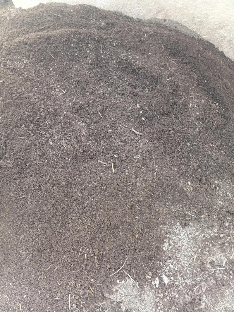 biogomus - Гороглы (Тагта) - img 1