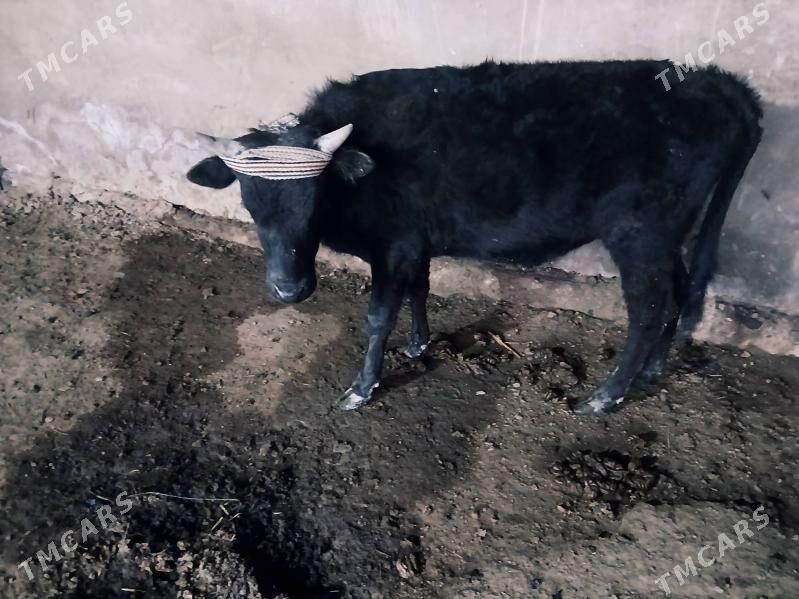 okuz ikisi so baha - Байрамали - img 1