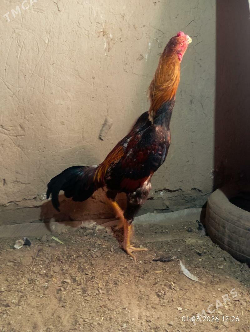 HORAZ - Мургап - img 1