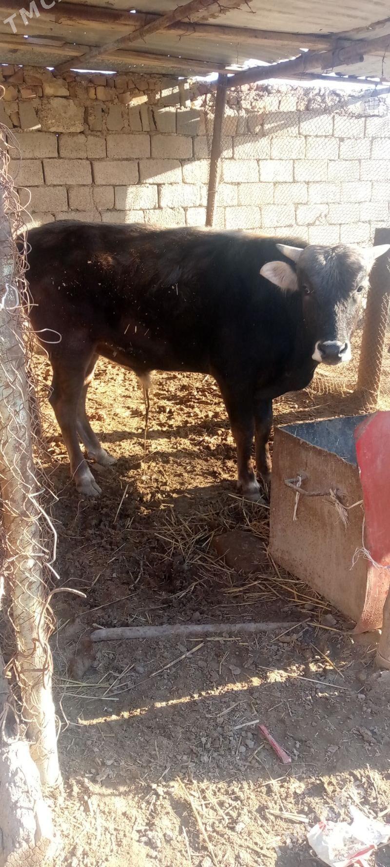 okuz - Балканабат - img 1