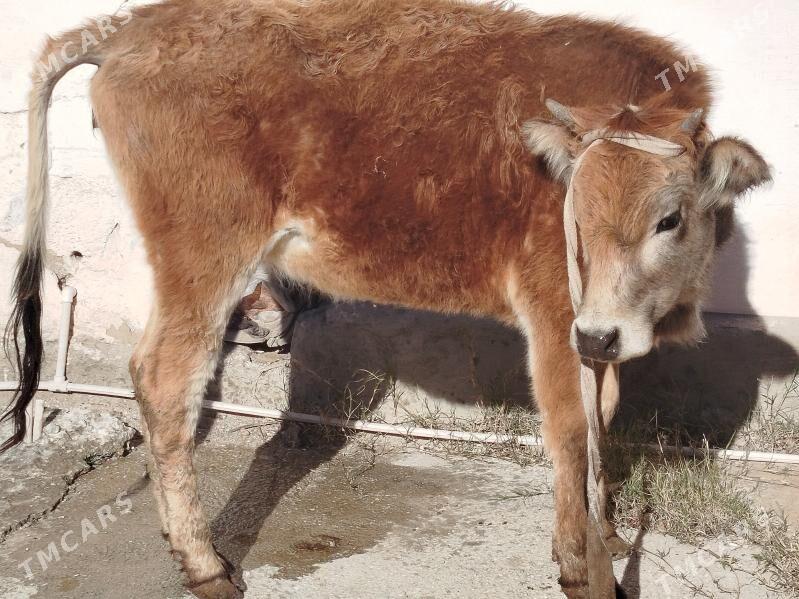 tuwe - Balkanabat - img 1