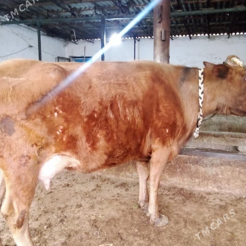 Bomba semiz - Туркменабат - img 1