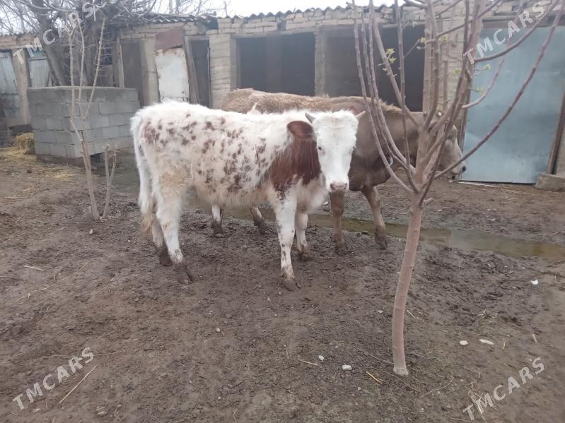 öküz - Багир - img 1