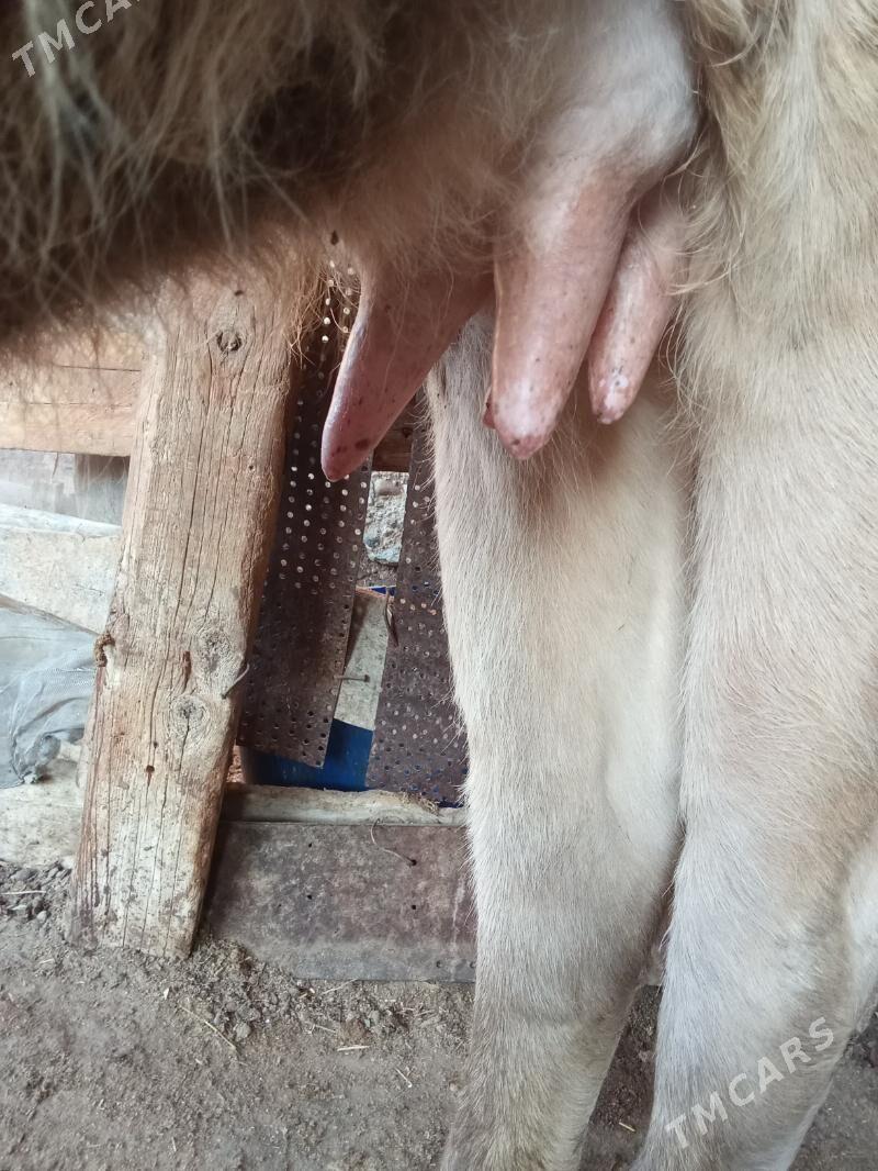 gölely sygyr - Esenguly - img 1