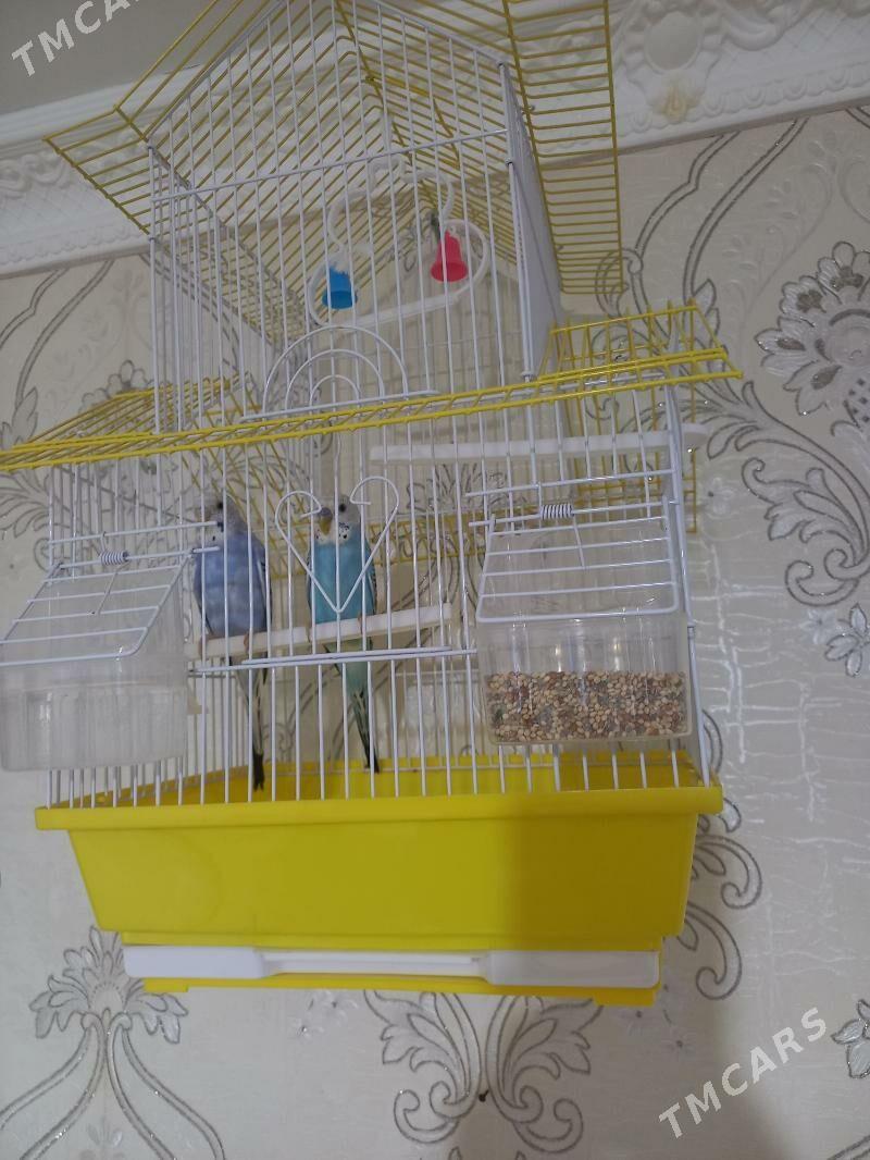 папугай - Daşoguz - img 1