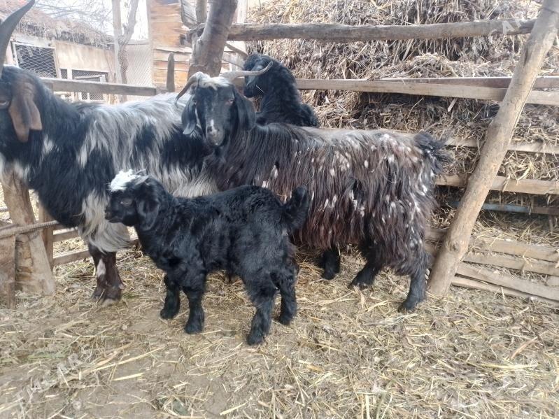 owlakly geci - Baýramaly - img 1