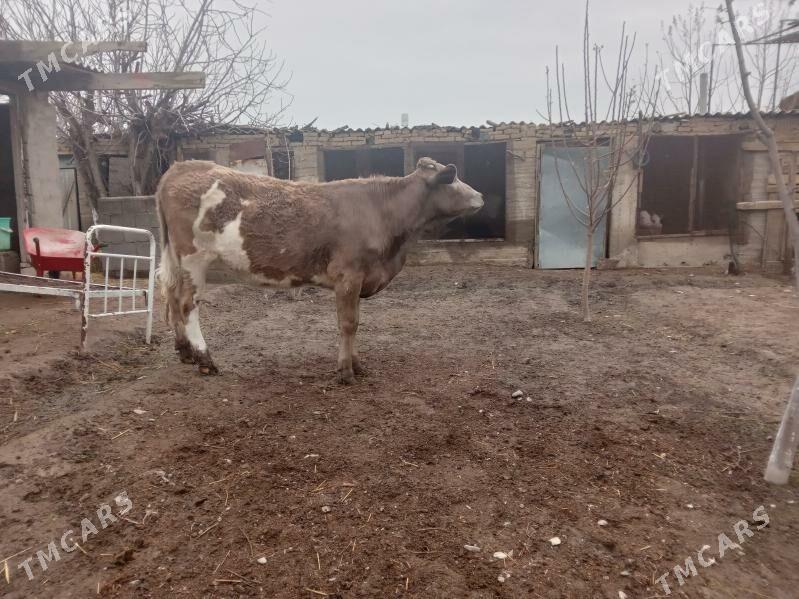 göle - Багир - img 1