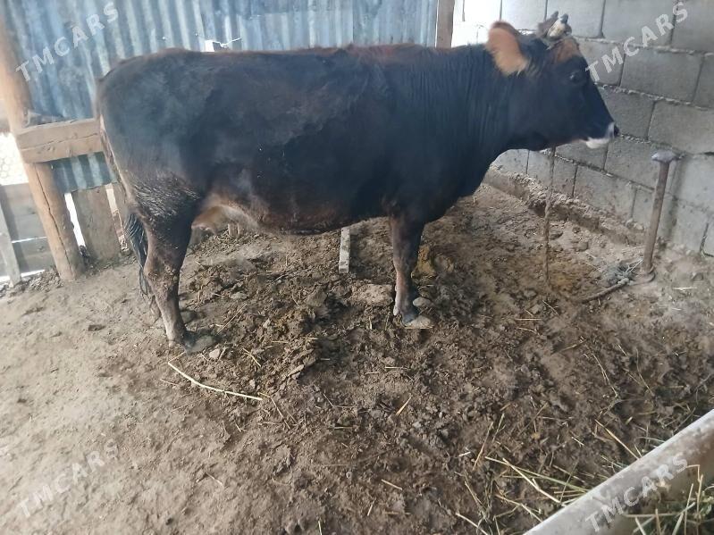 Sygyr bogaz - Gökdepe - img 1