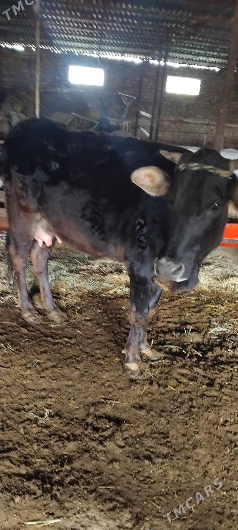 goleli sygyr - Байрамали - img 1