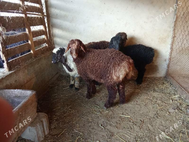 berre - Бахарден - img 1