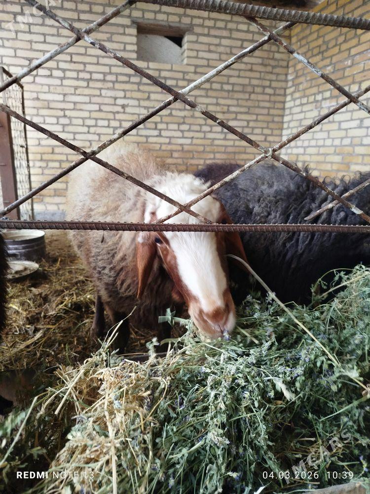 goyun bogaz - Türkmenabat - img 1