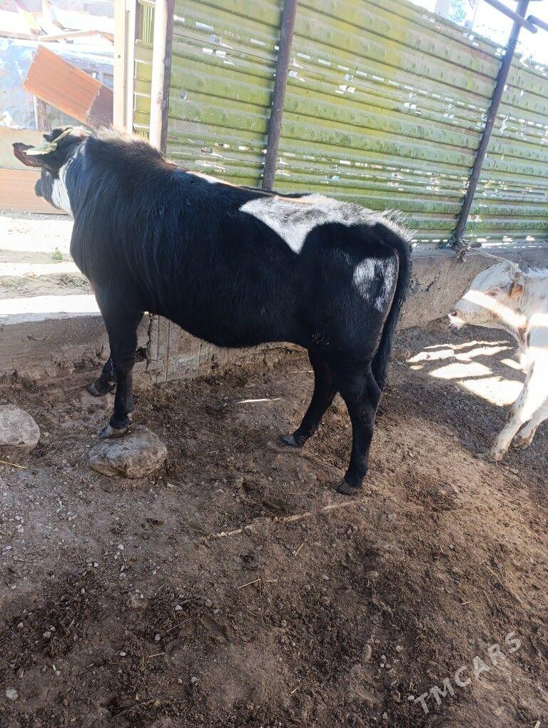 Okizle - Balkanabat - img 1