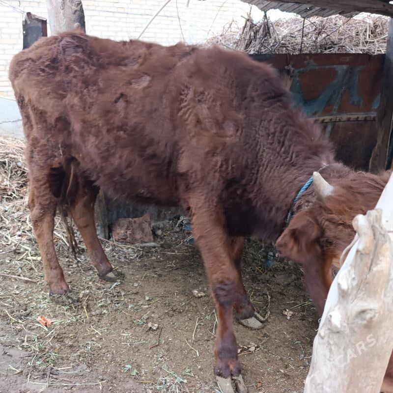 unajyn - Çärjew - img 1