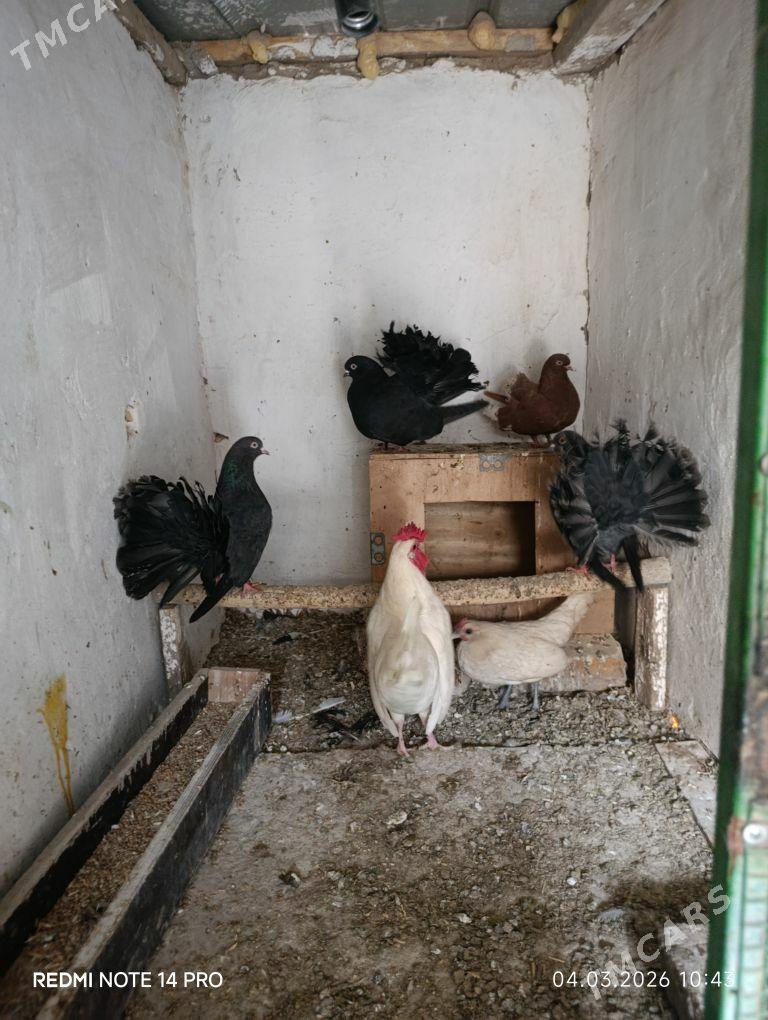 pawlin kepder - Sakar - img 1